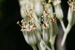 Ovateleaf Indian plantain